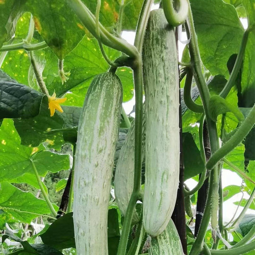 'Yanbai No.7' Long Greenish-white Cucumber Hybrid Seeds | Extremely Early Maturing, Crisp Tender Texture, Strong Vigor