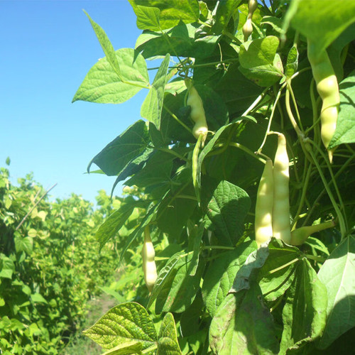 'Rabbit's White Eye' Oil Bean Seeds – Non-GMO Variety, High-Yielding, Stringless & Fiber-Free, Soft & Glutinous Texture