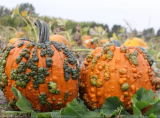 Warty Goblin Pumpkin Seeds Hybrid Pumpkin