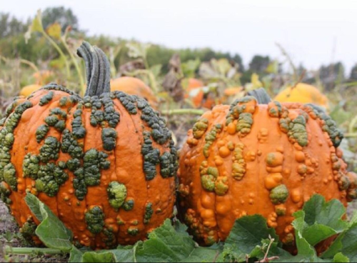 Warty Goblin Pumpkin Seeds Hybrid Pumpkin