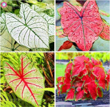 Multiple Colour Caladium Seed Plants Perennial Flower Garden Potted Plant Caladium Home Garden Seed
