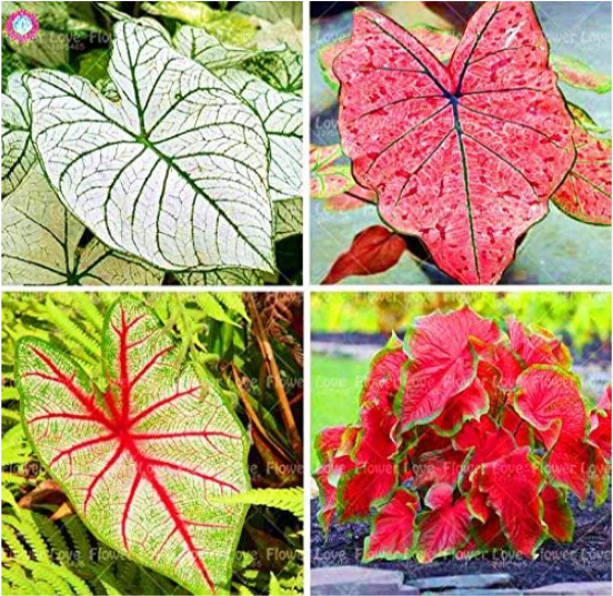 Multiple Colour Caladium Seed Plants Perennial Flower Garden Potted Plant Caladium Home Garden Seed
