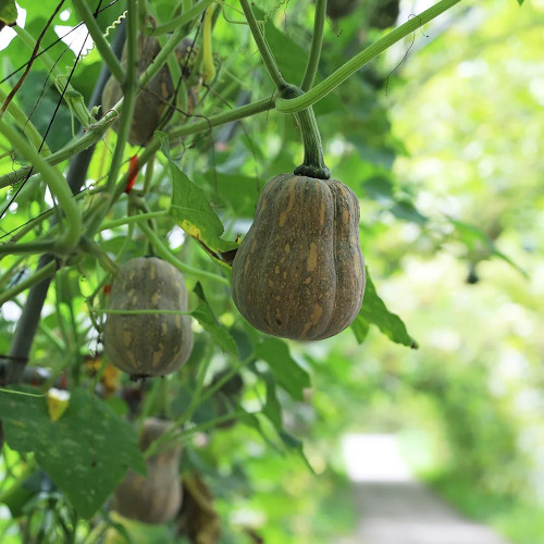 Honey Aroma Mini Pumpkin Seeds – Strong Disease Resistance, Vigorous Growth, Ideal for Home Gardening