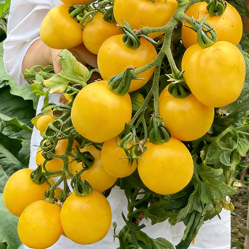 Super Sweet Yellow Peach Fruit Tomato Seeds – High-Yielding, Thin-Skinned & Juicy, Ideal for Home Garden