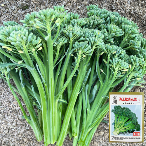 Haiwang Songqing Broccoli Seeds – High-Yield, Cool Climate, Multiple Harvests, Loose Curd, Sweet Crisp Broccoli Variety