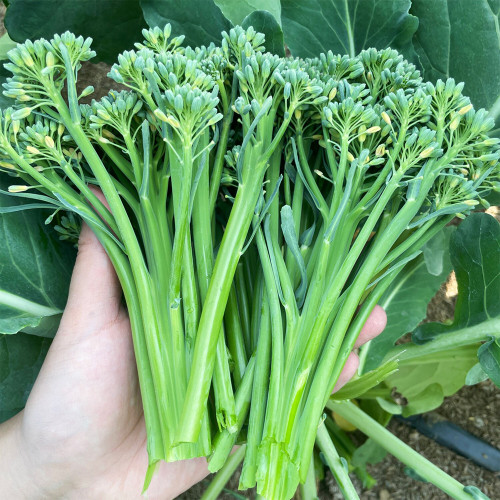 Haiwang Songqing Broccoli Seeds – High-Yield, Cool Climate, Multiple Harvests, Loose Curd, Sweet Crisp Broccoli Variety