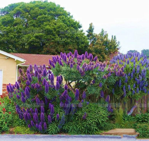 Wild Echium vulgare Seed Rare Flowers Plants Perennial Potted plantas for Home Garden (Color: 4)