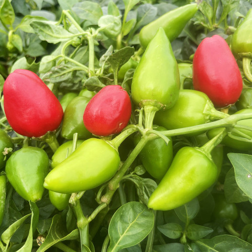 'Yanjiao No.801 Strawberry' Medium Spicy Heaven-facing Chili Hybrid Seeds | Early-Maturing, High-Yield Variety