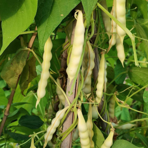 'Rabbit's White Eye' Oil Bean Seeds – Non-GMO Variety, High-Yielding, Stringless & Fiber-Free, Soft & Glutinous Texture