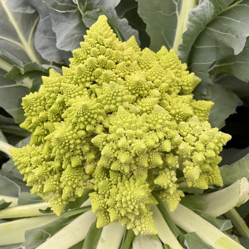 Dutch White Pagoda Cauliflower Seeds – F1 Hybrid, Mid-late Maturity, High Yield, Attractive Curds