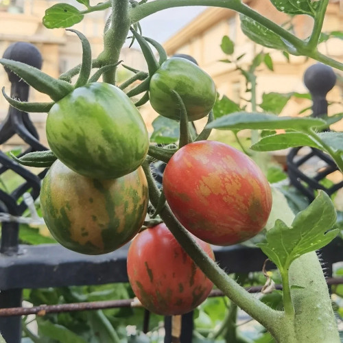 Colorful Roman Fruit Tomato Seeds – Early Maturing, High-Yielding, Soft & Juicy Flesh, Ideal for Fresh Eating