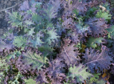 Red Russian Kale Seeds, Non-GMO, Antioxidants, Ragged Jack