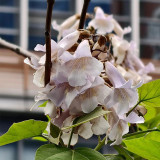 Paulownia fortunei Seeds | Purple Blooms, Large Bell-Shaped Flowers, Fast Growing Empress Tree