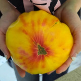 Cocktail Fruit Tomato Seeds – High-Yielding, Juicy with a Slightly Sandy Texture, Perfect for Fresh Eating