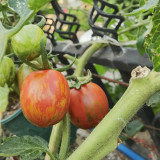 Colorful Roman Fruit Tomato Seeds – Early Maturing, High-Yielding, Soft & Juicy Flesh, Ideal for Fresh Eating