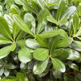 Pittosporum tobira | Fast Growing Evergreen Shrub | Pollution Tolerant & Adaptable for Hedges and Containers