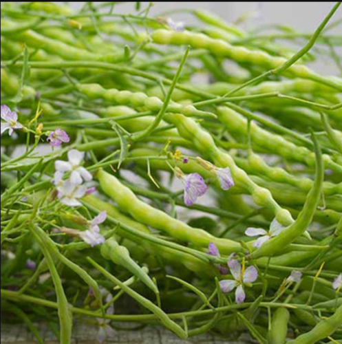 Rat S Tail Radish Seeds in Fren Seed Capsules