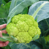 Green Cauliflower Seeds | Early Maturing, High Yield, Drought & Cold Tolerant, Vigorous Growth