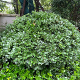 Pittosporum tobira | Fast Growing Evergreen Shrub | Pollution Tolerant & Adaptable for Hedges and Containers