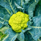 Green Cauliflower Seeds | Early Maturing, High Yield, Drought & Cold Tolerant, Vigorous Growth