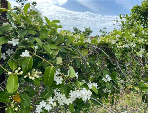 Stephanotisstephanotis Seedsmadagascar Jasminemaui Seeds Flowering Vine seeds