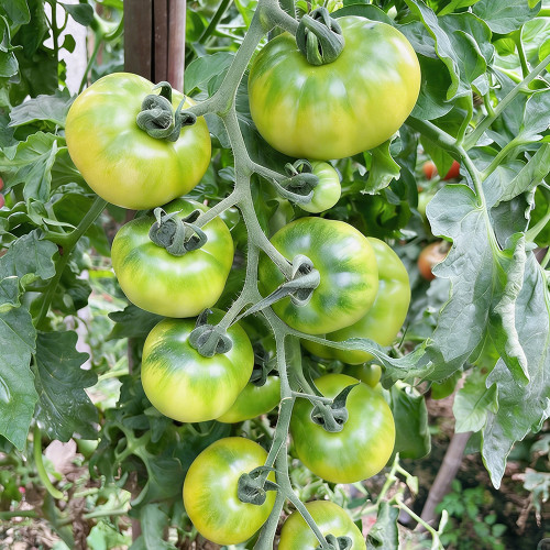 Super Sweet Sandy Green Tomato Seeds – Green-Fleshed Tomato, Easy to Grow, Sweet-Tangy Flavor, Ideal for Fresh Eating