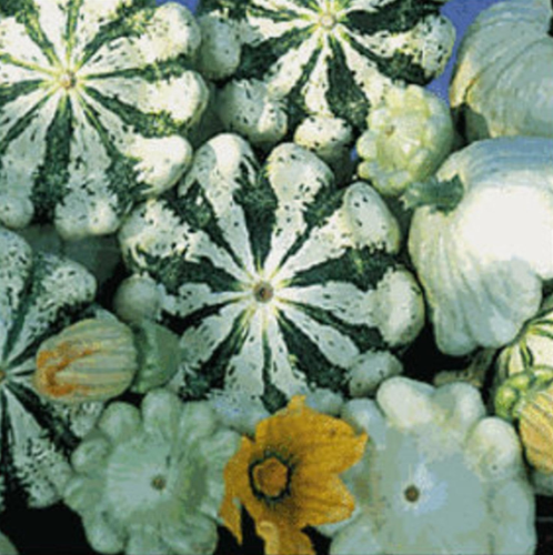 Vsqsp Patisson Panache Patty Pan Summer Squash Seed French Seeds