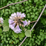Paulownia fortunei Seeds | Purple Blooms, Large Bell-Shaped Flowers, Fast Growing Empress Tree