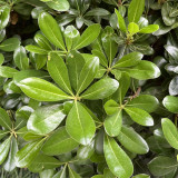 Pittosporum tobira | Fast Growing Evergreen Shrub | Pollution Tolerant & Adaptable for Hedges and Containers