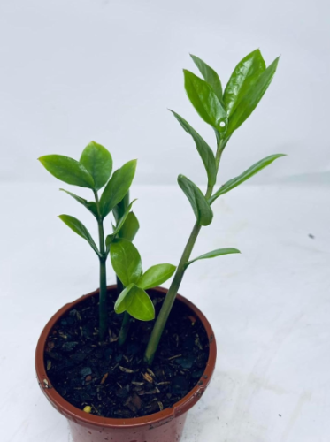 Zz Plant Seeds