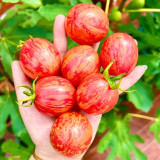 Colorful Roman Fruit Tomato Seeds – Early Maturing, High-Yielding, Soft & Juicy Flesh, Ideal for Fresh Eating