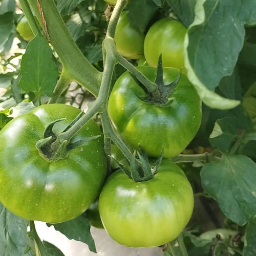 Super Sweet Sandy Green Tomato Seeds – Green-Fleshed Tomato, Easy to Grow, Sweet-Tangy Flavor, Ideal for Fresh Eating