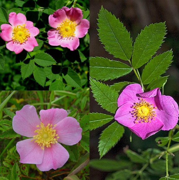 Rosa Carolina Seeds, Carolina Rose, Pasture Rose