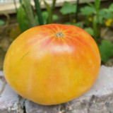 Cocktail Fruit Tomato Seeds – High-Yielding, Juicy with a Slightly Sandy Texture, Perfect for Fresh Eating
