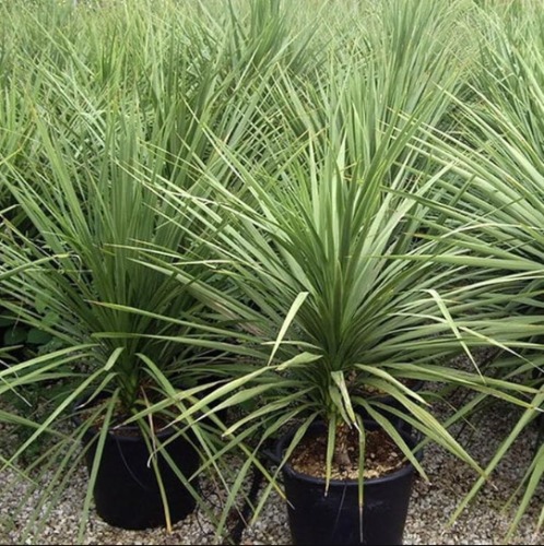 Dracaena Spike Seeds Dracaena Seeds Annual