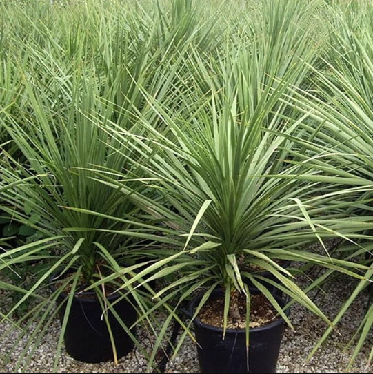 Dracaena Spike Seeds Dracaena Seeds Annual