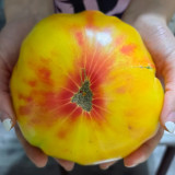 Cocktail Fruit Tomato Seeds – High-Yielding, Juicy with a Slightly Sandy Texture, Perfect for Fresh Eating