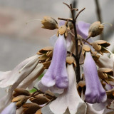 Paulownia fortunei Seeds | Purple Blooms, Large Bell-Shaped Flowers, Fast Growing Empress Tree