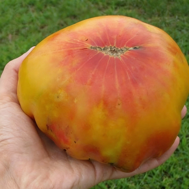 Cocktail Fruit Tomato Seeds – High-Yielding, Juicy with a Slightly Sandy Texture, Perfect for Fresh Eating