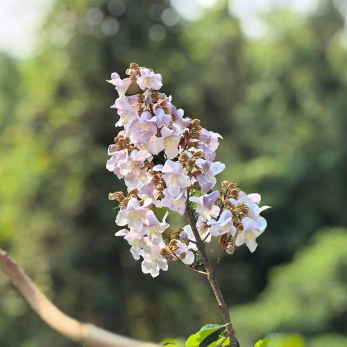 Paulownia fortunei Seeds | Purple Blooms, Large Bell-Shaped Flowers, Fast Growing Empress Tree