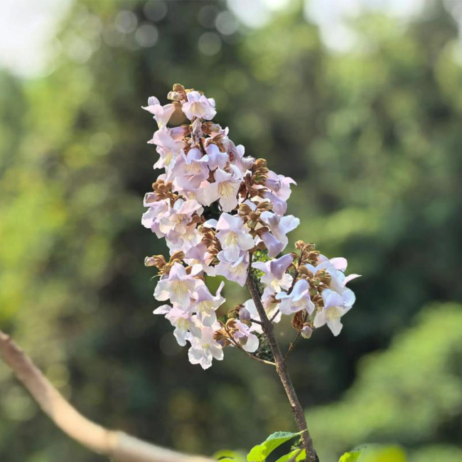 Paulownia fortunei Seeds | Purple Blooms, Large Bell-Shaped Flowers, Fast Growing Empress Tree