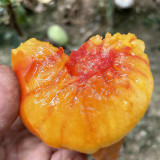 Cocktail Fruit Tomato Seeds – High-Yielding, Juicy with a Slightly Sandy Texture, Perfect for Fresh Eating