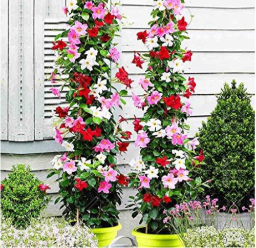 Climbing Mandevilla Sanderi Dipladenia sanderi Seeds (Color: Mix)