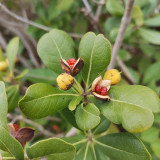 Pittosporum tobira | Fast Growing Evergreen Shrub | Pollution Tolerant & Adaptable for Hedges and Containers