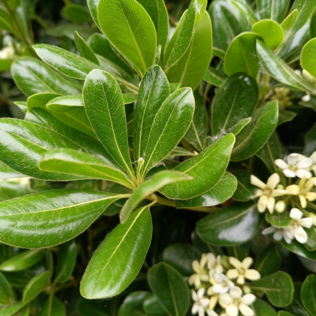 Pittosporum tobira | Fast Growing Evergreen Shrub | Pollution Tolerant & Adaptable for Hedges and Containers