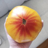 Cocktail Fruit Tomato Seeds – High-Yielding, Juicy with a Slightly Sandy Texture, Perfect for Fresh Eating