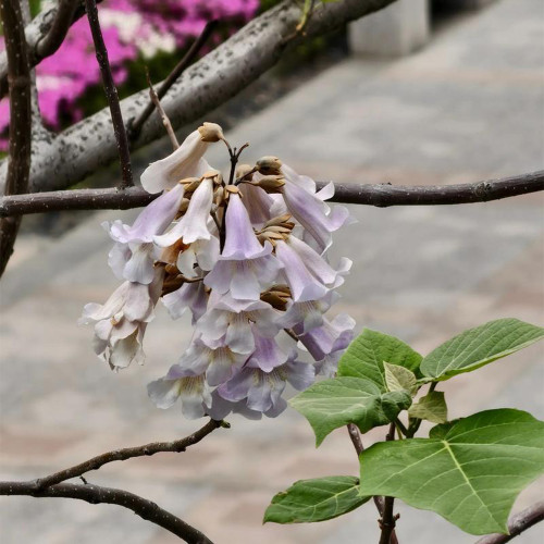 Paulownia fortunei Seeds | Purple Blooms, Large Bell-Shaped Flowers, Fast Growing Empress Tree