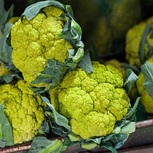 Green Cauliflower Seeds | Early Maturing, High Yield, Drought & Cold Tolerant, Vigorous Growth