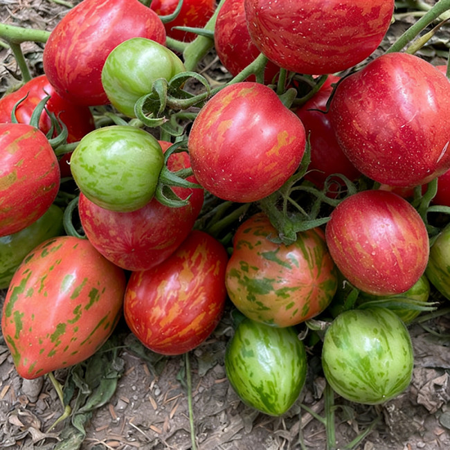 Colorful Roman Fruit Tomato Seeds – Early Maturing, High-Yielding, Soft & Juicy Flesh, Ideal for Fresh Eating
