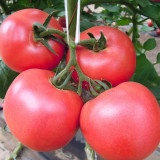 Maofen 802 Tomato Seeds | Large-Fruited Indeterminate Heirloom Variety with Soft Mealy Texture & Sweet-Sour Flavor